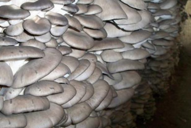 食用菌凈化車間原種、栽培種指標(biāo)